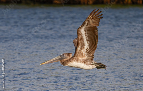 Obraz na płótnie Brown pelican in flight over the ocean waters in Florida w salonie