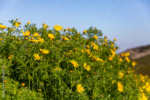 Marguerites sauvages de couleur jaune soleil dans un champ au premier plan, colline et ciel bleu en arrière plan