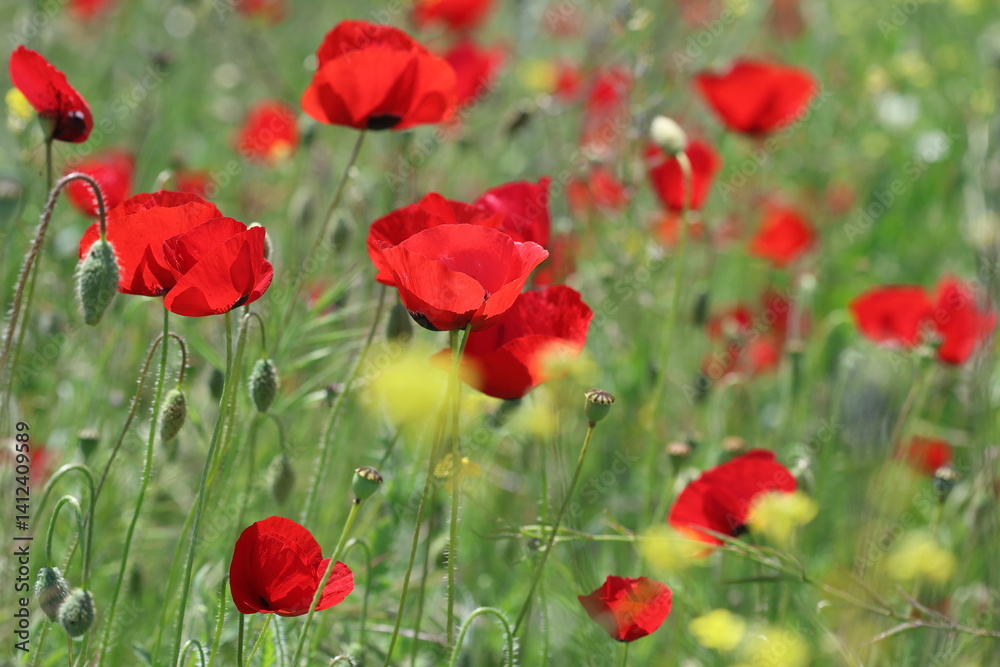 poppy field in spring time poppy field in spring time