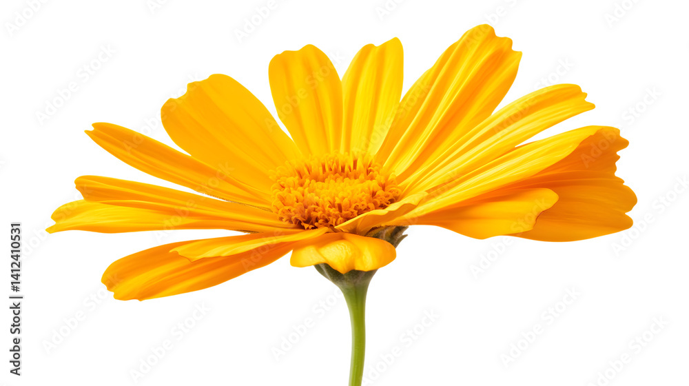 Obraz premium Vibrant Single Marigold Flower with Fully Opened Bright Petals
