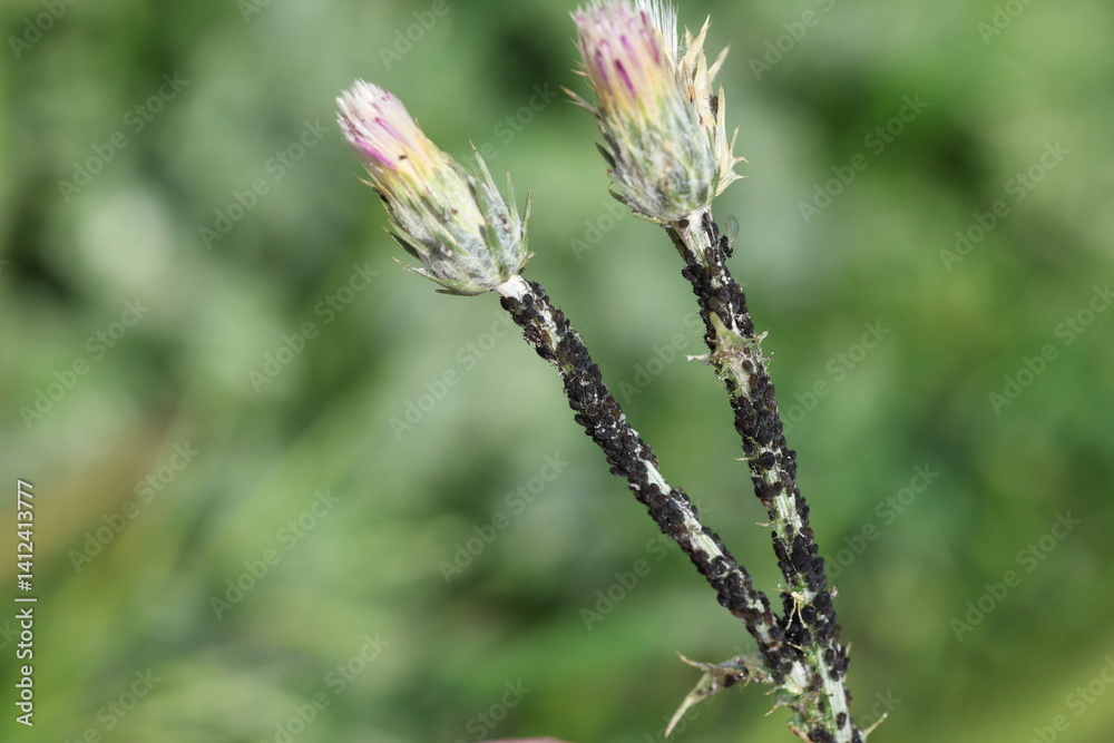 a plant infested by black aphid bugs (Aphis fabae), also known as black bean aphid a plant infested by black aphid bugs (Aphis fabae), also known as black bean aphid