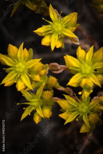 Canvas-taulu Lance leaved stonecrop wild flower.