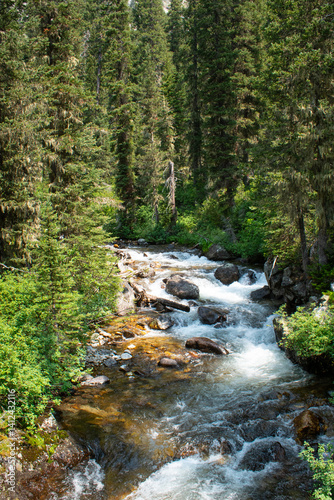 A mountain stream flowing through a pine forrest, Grand Teton National Park