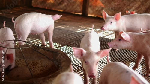 Many piglets are eating prepared food in the pig farm. Little piglets are eating food.