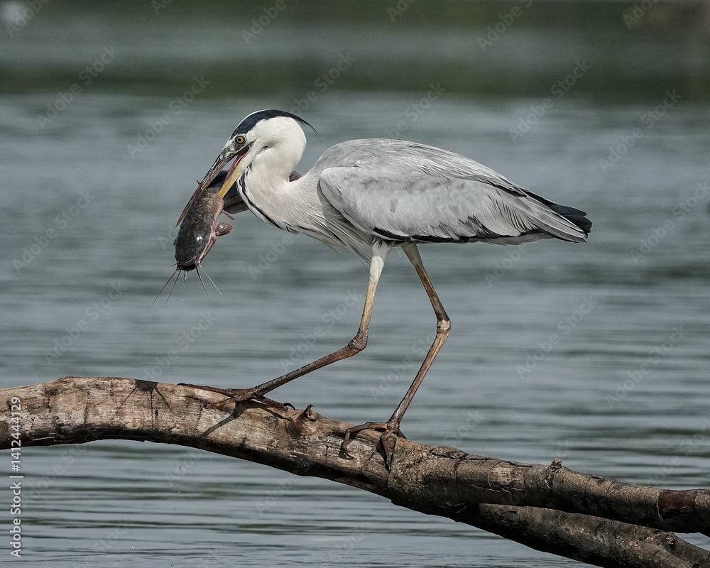 Fototapeta premium great blue heron