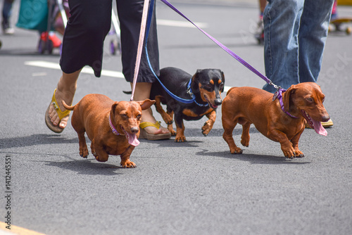 Outdoor photograph of a person taking three dachshunds for a walk on the street