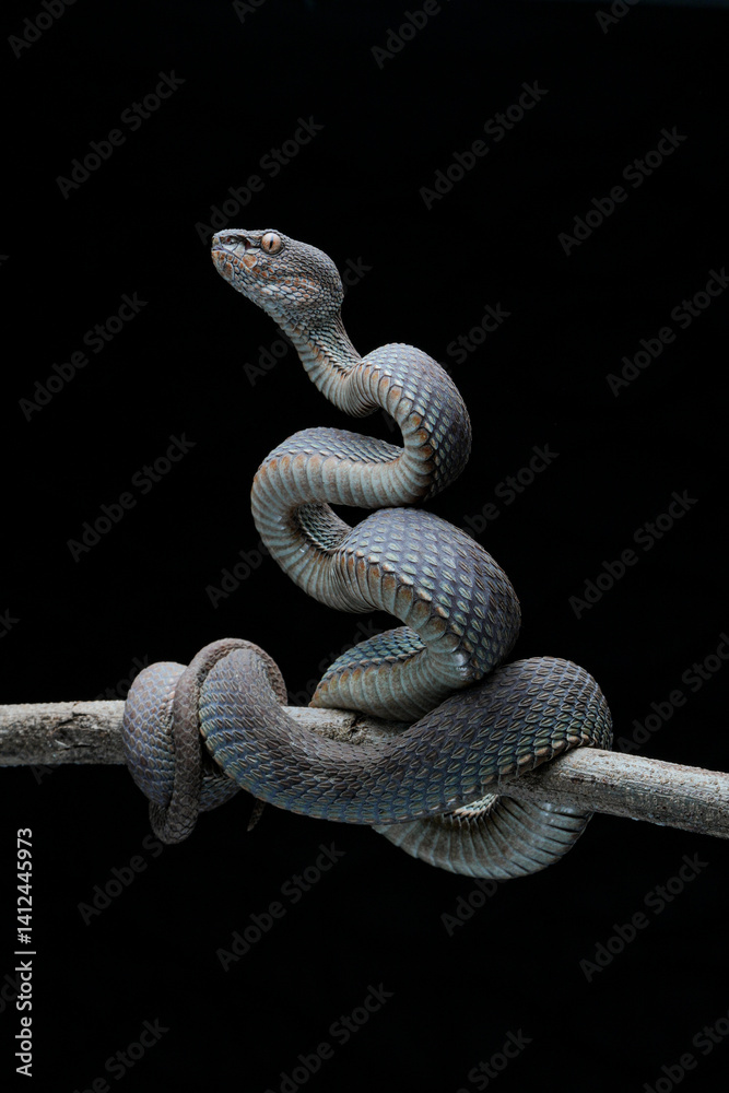 Obraz premium snake on a black background