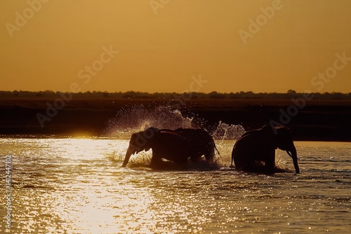 Obraz na płótnie A herd of elephants crossing a river in Thailand, water splashing around their sturdy legs under a golden sunset w salonie