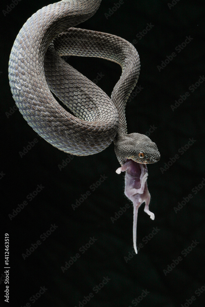 Fototapeta premium snake on a black background