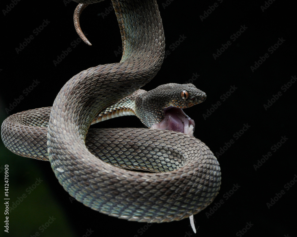Fototapeta premium snake on a black background
