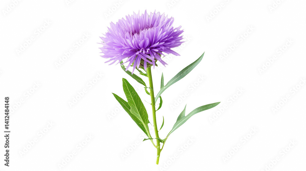 a purple flower against a on a transparent background, PNG image, PNG file, Generative art. a purple flower against a on a transparent background, PNG image, PNG file, Generative art.