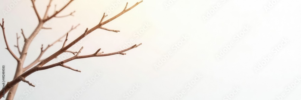 Wooden branches on a bright white background with minimal light, branch, white, minimalist Wooden branches on a bright white background with minimal light, branch, white, minimalist