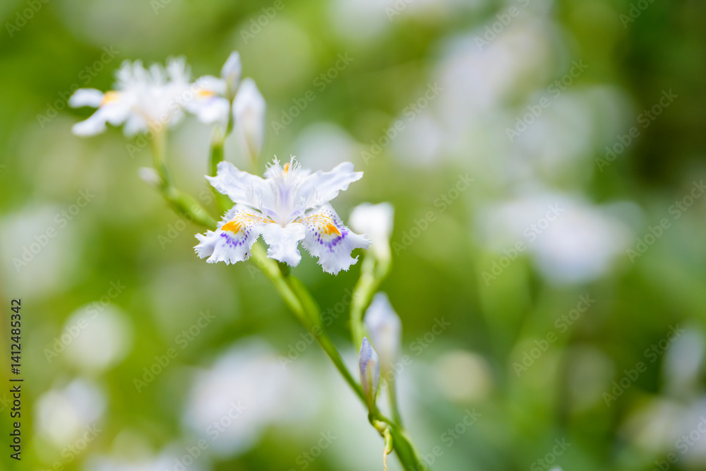 春の光に包まれたシャガの花
Fringed Iris Blooming in Gentle Spring Light 春の光に包まれたシャガの花
Fringed Iris Blooming in Gentle Spring Light