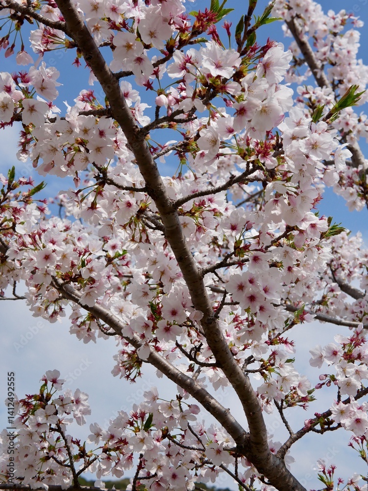 Obraz premium Beautiful cherry blossoms blooming