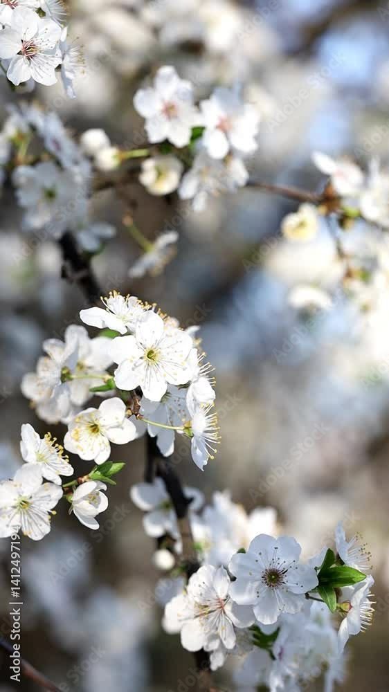 cherry blossom in spring cherry blossom in spring