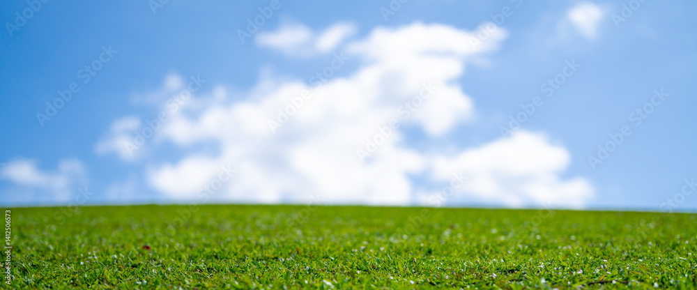 Fototapeta premium Empty grass field. Garden landscape. Wild grass meadow. Lawn grass background. Vibrant green environment. Green grassy land. Summer countryside. Green backdrop. Grass pattern. Blooming meadow.