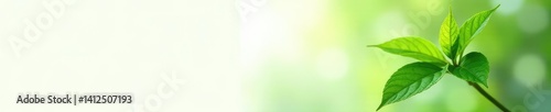 Leafy green plant on white background with soft focus, blossom, leafy