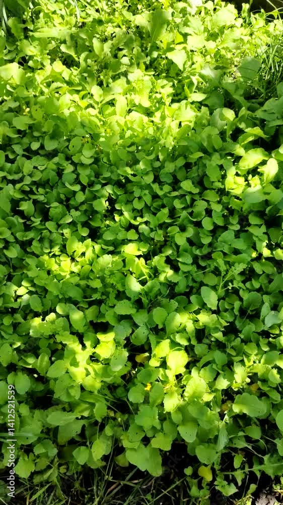 green radish leaves. radishes in the ground. Agriculture. growing vegetables. green radish leaves. radishes in the ground. Agriculture. growing vegetables.