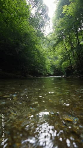 Calm Forest River Flowing Through Dense Green Canopy Under Soft Morning Light