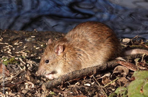 A closeup of a brown rat, rattus norvegicus, scavenging for food on the ground near a lake. 