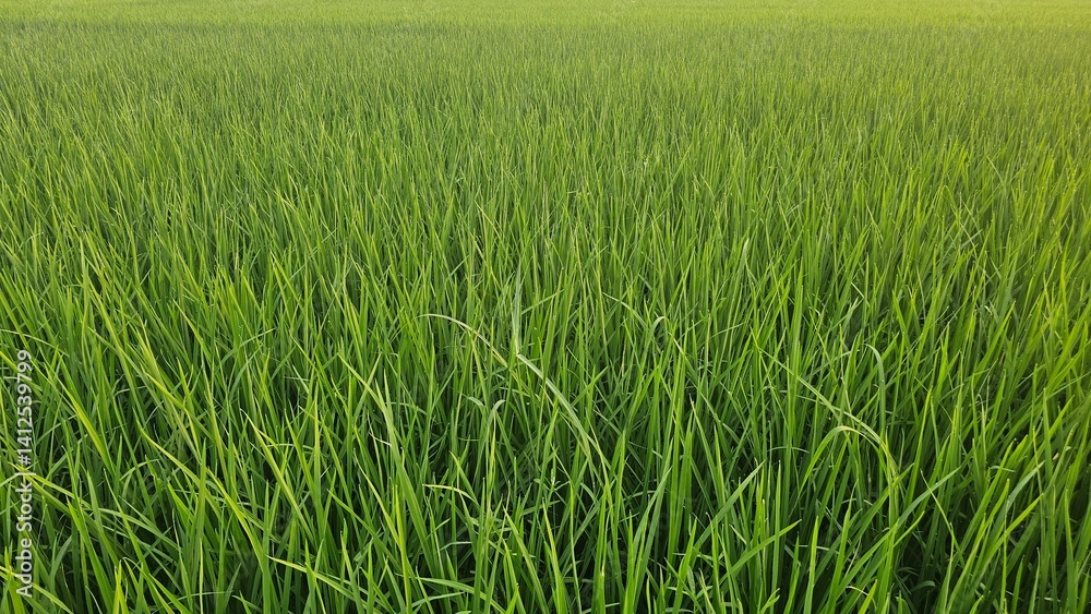 Lush green rice paddy field with tall, slender leaves. Lush green rice paddy field with tall, slender leaves.