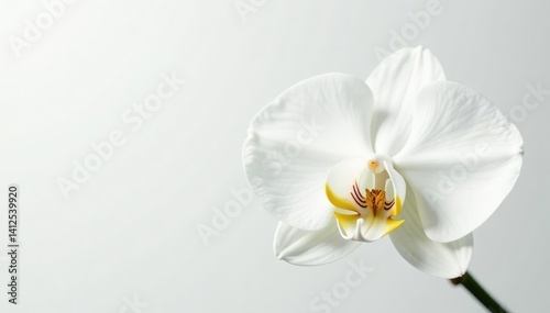 Delicate white orchid blossom, pristine petals against pure white backdrop, simple, natural, minimal
