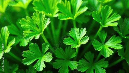 Fresh parsley leaves forming a natural pattern , botanical, leaves, garden