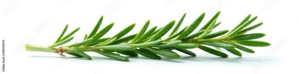 Obraz premium Single isolated sprig of rosemary on white background, nature, plant, greenery