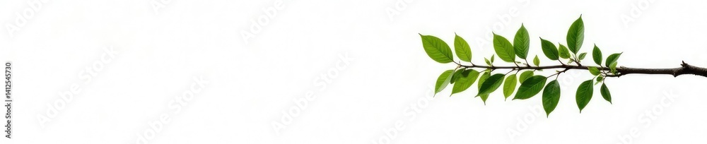 Single isolated tree branch on white background, nature, foliage Single isolated tree branch on white background, nature, foliage