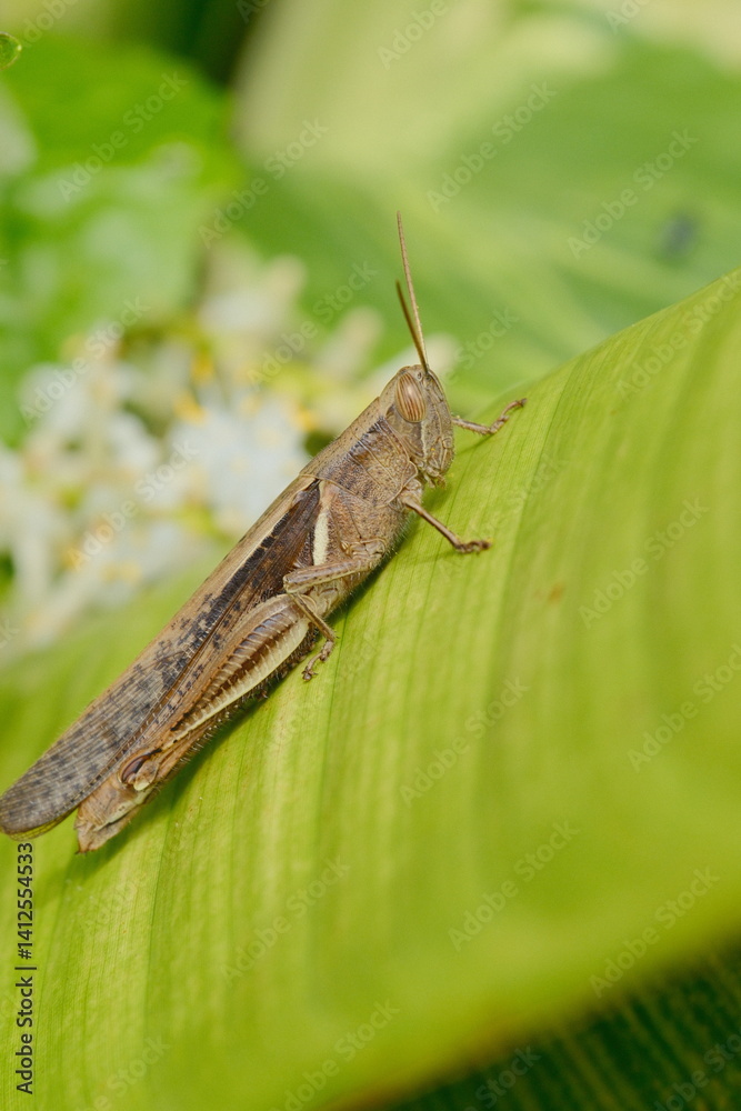 Fototapeta premium Grasshopper Explores The Lush Canvas of a Vibrant Green Leaf