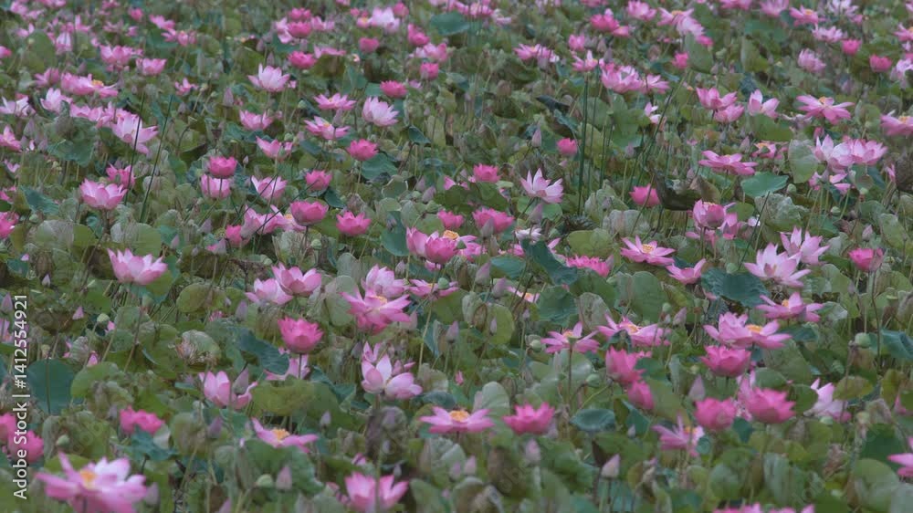 Lush Pink Lotus Flowers Blooming in Serene Pond Landscape Lush Pink Lotus Flowers Blooming in Serene Pond Landscape