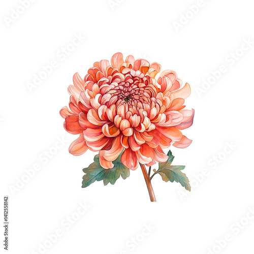 Chrysanthemum watercolor illustration with soft; delicate petals.