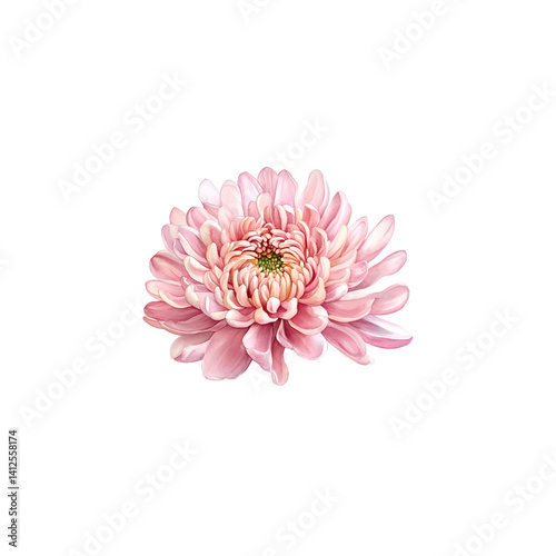 Chrysanthemum watercolor illustration with soft; delicate petals.
