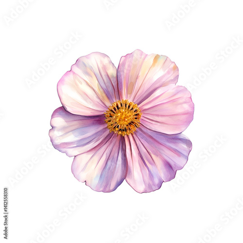 Cosmos watercolor illustration with soft; delicate petals.