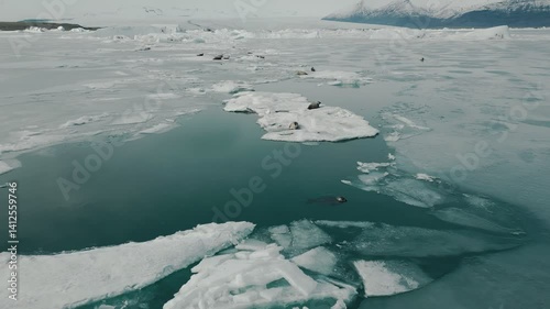 (4K) Bird-Eye View of Seals Resting on Ice Formations in Jökulsárlón Glacier Lagoon, Iceland - Drone Orbit View with the glacier stretching endlessly in the background - aerial frozen arctic scenery