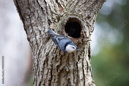 Female white-breasted nuthatch Sitta carolinensis perched outside its nesting cavity