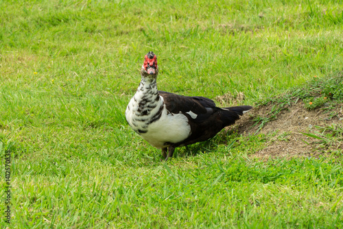 Obraz na plátně Muscovy duck with its distinctive red head and black and white plumage walks through lush green field surrounded by tall plants and grass in the Adler (Sirius) Bird Sanctuary