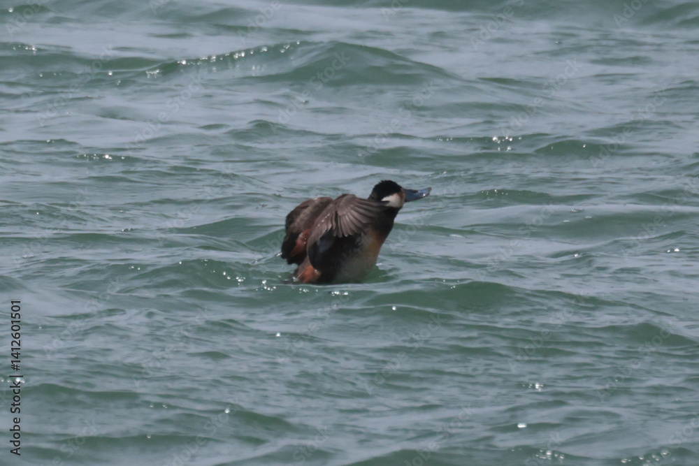 Obraz premium Ruddy duck flock at Harbour in springtime, males and females, swimming, feeding, preening