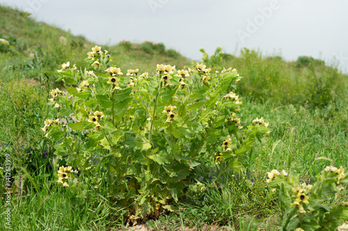 Foto Belina bush is a poisonous plant of the nightshade family