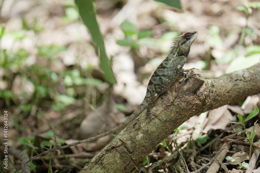 lizard on a tree trunk lizard on a tree trunk