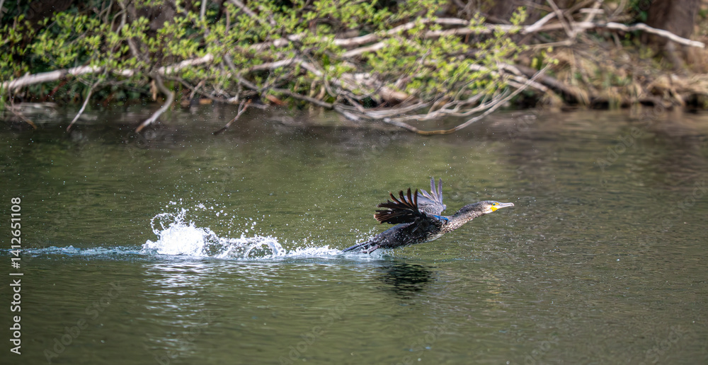 Fototapeta premium Kormoran