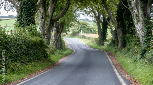 Winding Country Road Through Trees