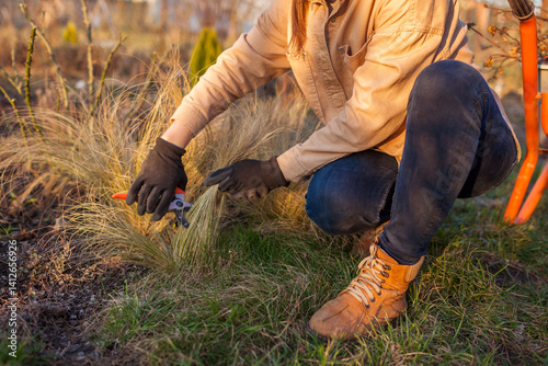 Cutting back ornamental grasses in spring garden. Gardener pruning stipa using shears. Taking care of flower border