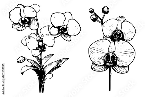 set of black and white orchid flowers
