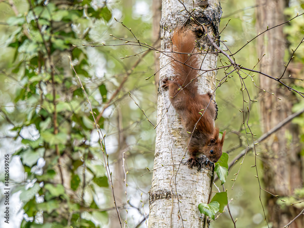 Eichhörnchen Eichhörnchen