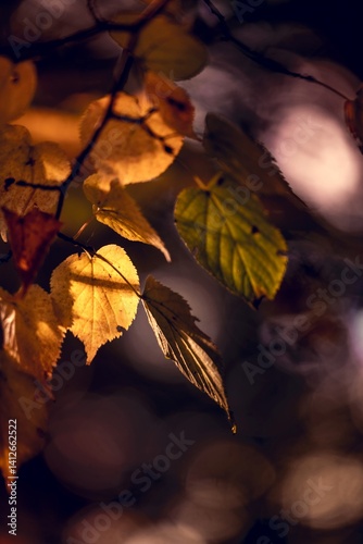 Golden autumn leaves glowing in backlight, with soft bokeh background.