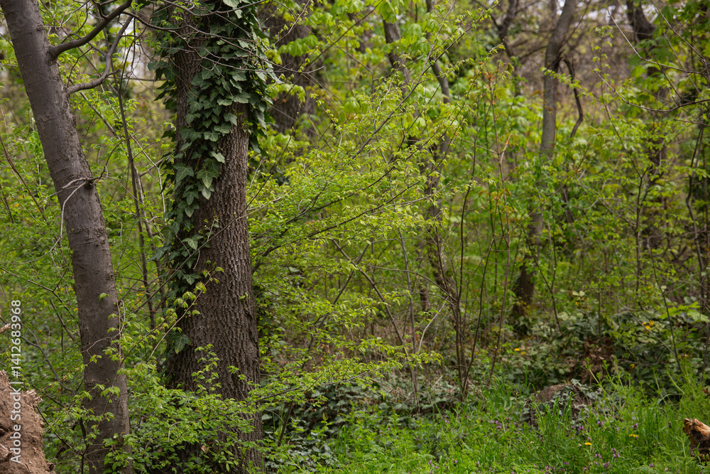 Obraz premium beautiful spring landscape in the park