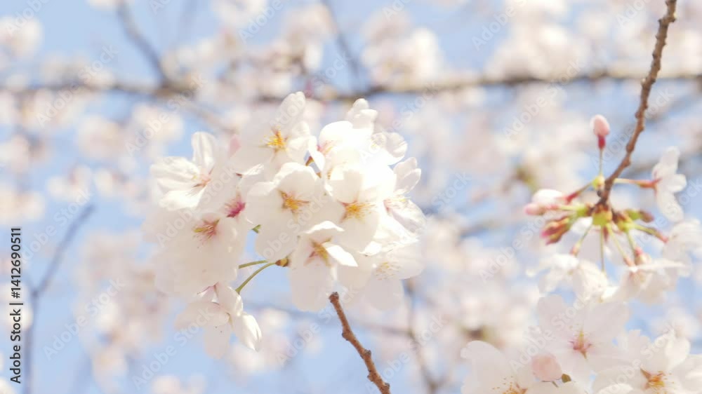 Beautiful white cherry blossoms, a springtime tradition, Someiyoshino	
