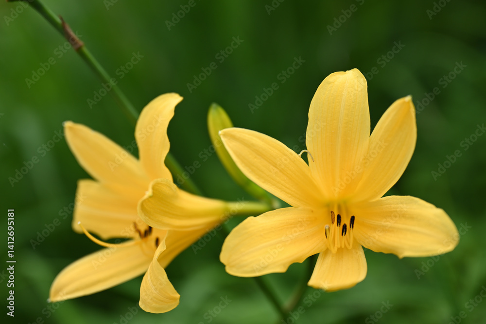 hemerocallis, famous yellow flower of Nikko, Tochigi, Japan