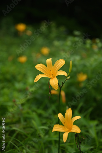 Obraz na płótnie hemerocallis, famous yellow flower of Nikko, Tochigi, Japan w salonie